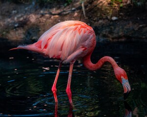 Vibrant flamingo drinking from a lake with a reflection and calm ripples