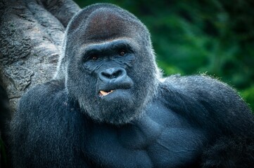 a black gorilla showing its facial features with a tusk, against a rock and a blur green background
