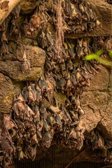 Close-up vertical shot of baby bats hanging together on a stone wall in a dark cave.