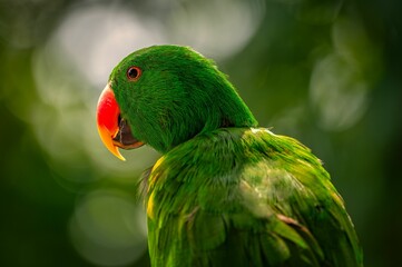 Closeup of a vibrant green macaw parrot perched in its natural habitat with a green bokeh background