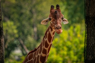 Close-up portrait of a giraffe standing in the jungle with a clear, green background