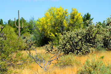 Palo Verde Tree, Sonora Desert, Spring and in bloom