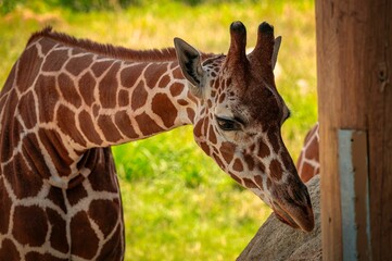 Close-up of a giraffe's head and neck, showing its distinctive brown and white patterned coat.