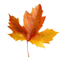 Fototapeta premium autumn maple leaf isolated on transparent background