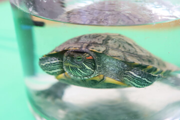 People care for and play with a pet red-eared turtle.