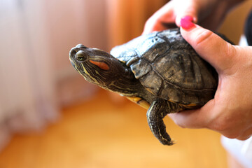 People care for and play with a pet red-eared turtle.