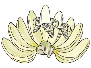 Hand drawn with Banana.Creative illustration in flat style.