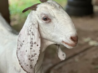 A beautiful goat