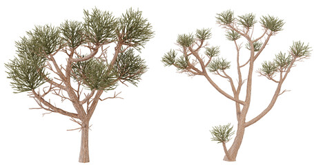 Intricate details of two unique trees showcasing nature's artistry against a dark backdrop in a serene setting