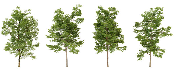 Lush green trees in varying heights showcase nature's beauty against a dark backdrop