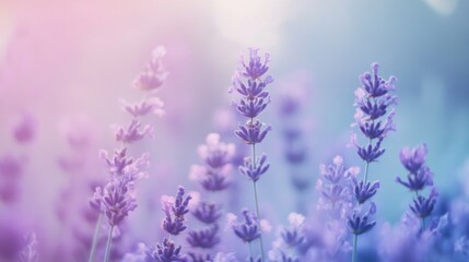 Obraz premium Lavender blooms with a soft, dreamy background in pastel hues.