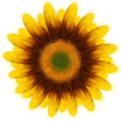 Fototapeta premium sun flower