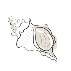 Hand drawn line art vector of Sea shells. Crustacean doodle