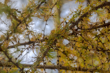 Modrzew z igłami w jesiennych kolorach tuż przed ich zrzuceniem na zimę. Piękno miejskiej przyrody podczas Polskiej Złotej Jesieni. © Grzegorz