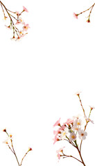 Fototapeta premium Invitation or greeting card mockup with dry gypsophila flowers isolated with white highlights, png