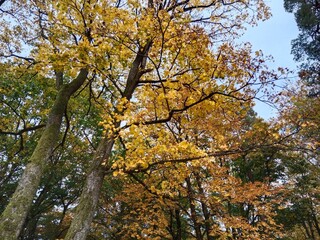 Experience the Magic of Autumn Forest Walks – Crisp Air, Golden Leaves & Serenity