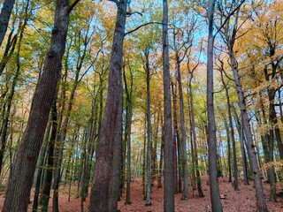 Experience the Magic of Autumn Forest Walks – Crisp Air, Golden Leaves & Serenity