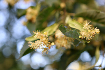 A farmer looks at the blossom of a linden tree. Collection of medicinal plants.