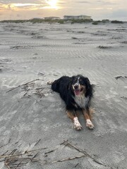 Aussie Dog Sitting On The Beach