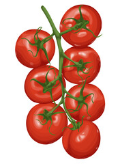Vector illustration of a tomato vine with ripe, red tomatoes and green stems isolated on a white background; detailed and glossy, ideal for food, health, agriculture, and organic-themed designs.