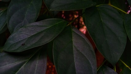 tropical foliage beautiful dark green leaves, nature background,   green leaves background. Natural leaves close up, foliage texture