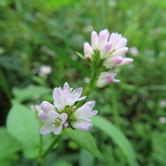 日本で秋にミゾソバがピンク色の花を咲かせています