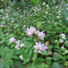 日本で秋にミゾソバがピンク色の花を咲かせています