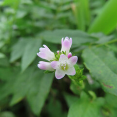 日本で秋にミゾソバがピンク色の花を咲かせています
