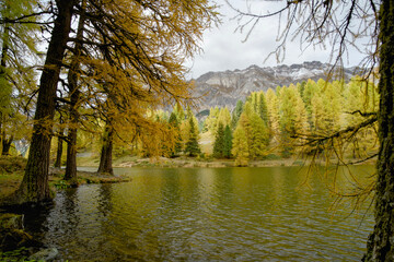 Obraz premium Indian summer in the Swiss Alps. With larch trees turning golden yellow, snow-covered mountain peaks, and a picturesque mountain lake along the Albula Pass road called Lai da Marmorera.