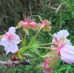 日本で秋にジュウガツザクラがピンク色の花を咲かせています