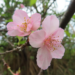 日本で秋にジュウガツザクラがピンク色の花を咲かせています