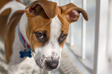 Cute brown and white pitbull mix dog with floppy ears looking shy. Selective focus.