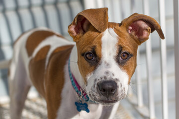 Cute brown and white pitbull mix dog with floppy ears looking shy. Selective focus.