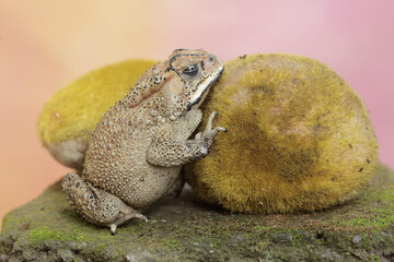 An Asian black-spined toad is looking for prey on a moss-covered rock. This rough-skinned amphibian has the scientific name Bufo melanostictus.