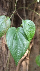 fresh green betel leaves in the natural garden.