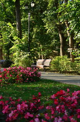 Fototapeta premium autumn landscape in the city park