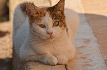 Street Cat Relaxing on Pavement in City