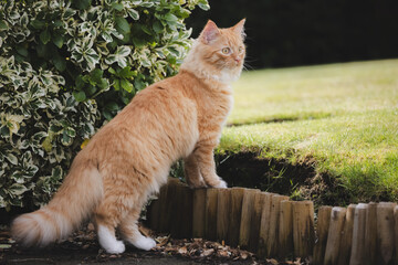 A fluffy ginger cat stands on alert in the backyard, exploring the garden with a watchful gaze and...