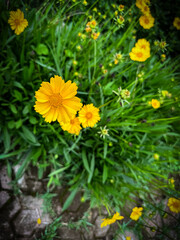 A vibrant close-up of Coreopsis flowers in full bloom, showcasing bright yellow petals against lush green foliage.