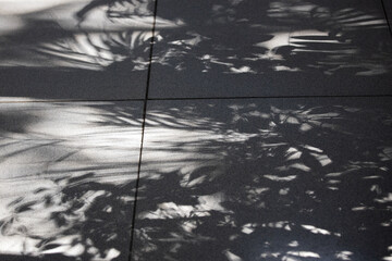 a shadow of a plants on tiled floor