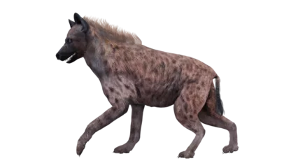 Fotobehang Hyena Hyena isolated on white background  © Aziz3D99