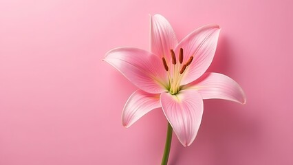 Obraz premium Pink Lily flower on pink background