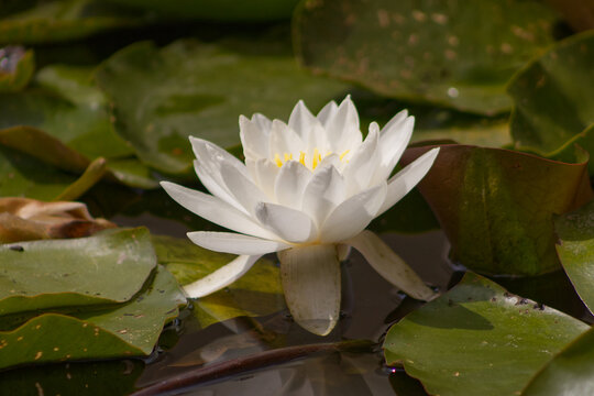 Detail of water lily flower on water surface. Green water lily leaves. Summer, season, flower. Aquatic plant, summer season. Ornamental aquatic plant - Powered by Adobe