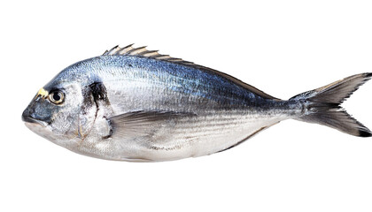 Obraz premium fish isolated on white