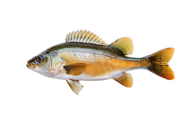 fish isolated on white