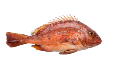 red fish isolated on white background