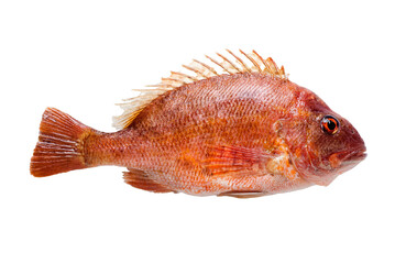 siamese fighting fish