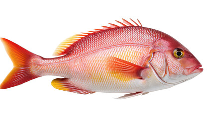 siamese fighting fish