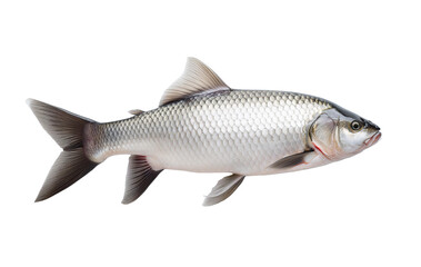 fish on white background