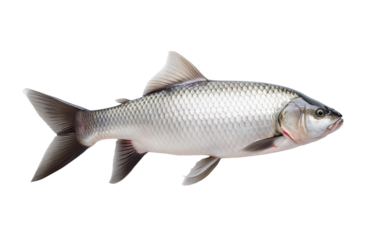 fish on white background